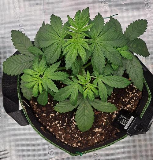 Purple Bananas spotted on Venus. Week 3 - Day 21