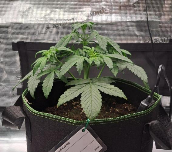 Purple Bananas spotted on Venus. Week 3 - Day 21