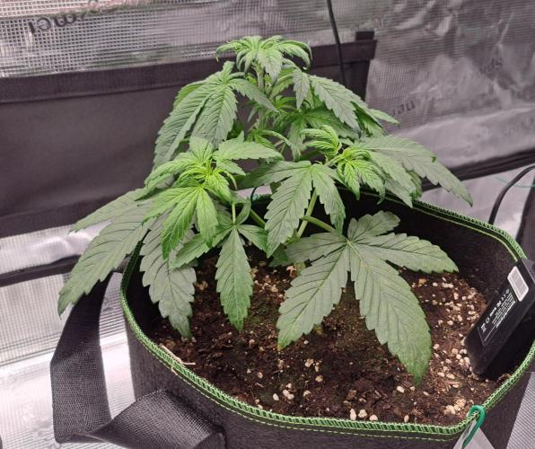Purple Bananas spotted on Venus. Week 3 - Day 21