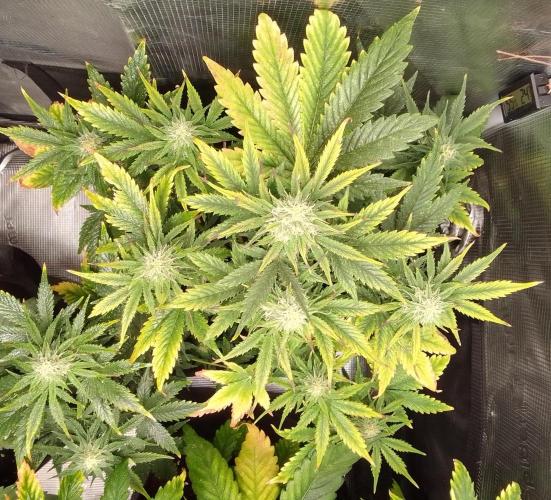 Gorillaz on Mars. Week 8 - Day 51