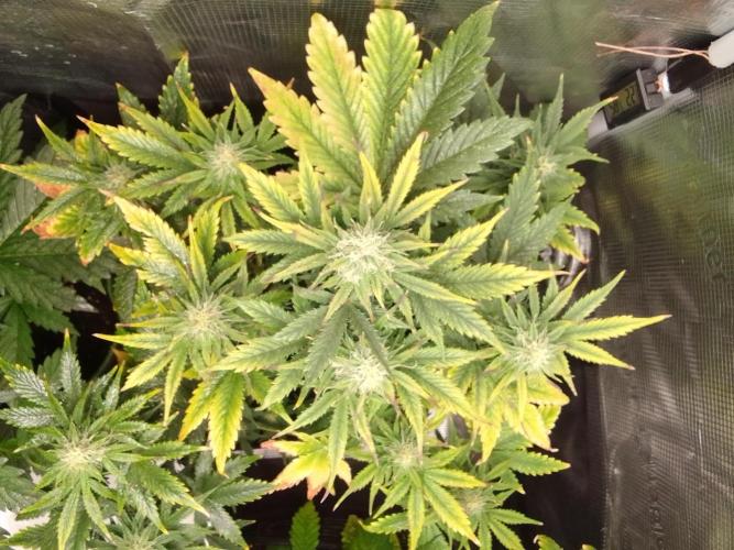 Gorillaz on Mars. Week 8 - Day 52