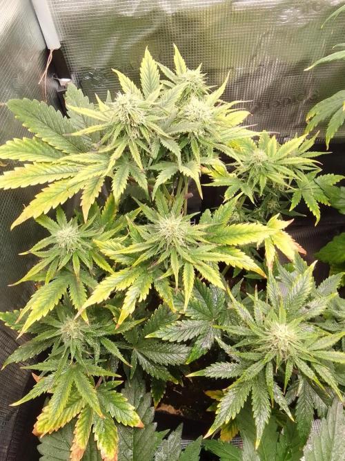 Gorillaz on Mars. Week 8 - Day 53