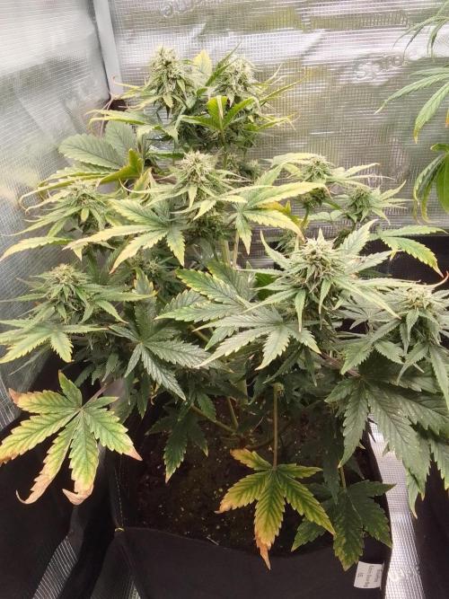 Gorillaz on Mars. Week 8 - Day 53