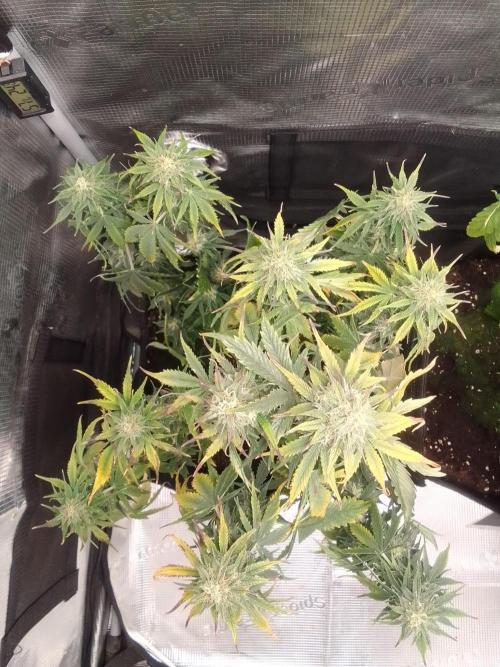 Gorillaz on Mars. Week 8 - Day 54
