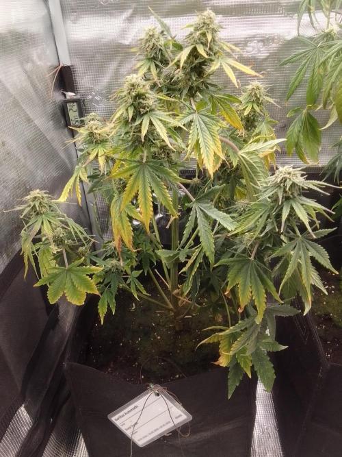 Gorillaz on Mars. Week 8 - Day 54