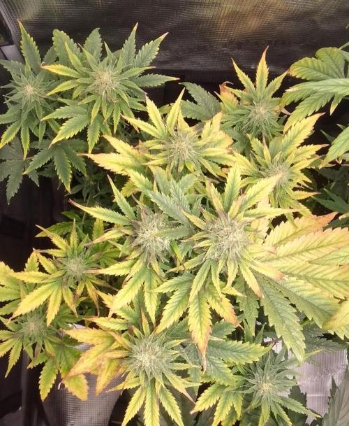 Gorillaz on Mars. Week 8 - Day 55