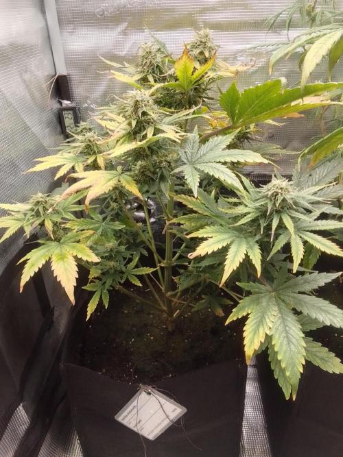 Gorillaz on Mars. Week 8 - Day 55