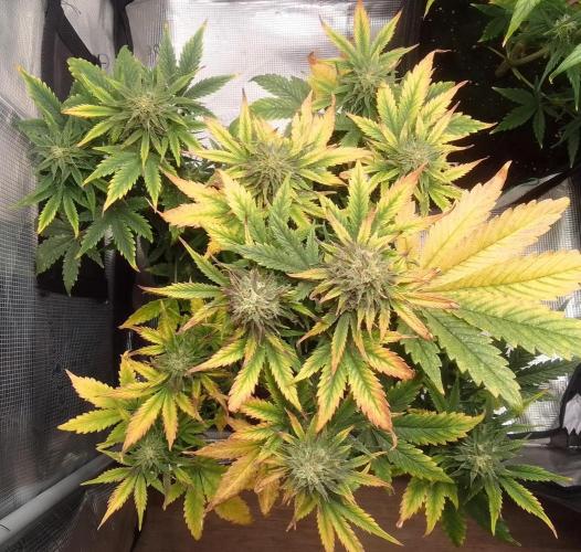 Gorillaz on Mars. Week 8 - Day 56