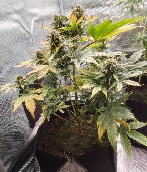Gorillaz on Mars. Week 8 - Day 56