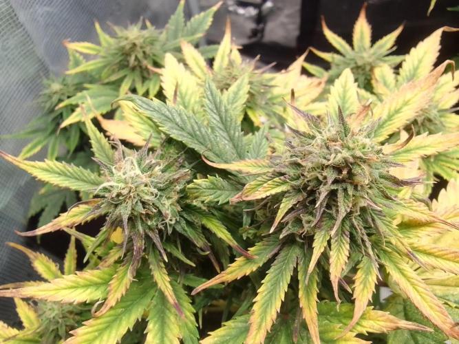 Gorillaz Automatic. Week 8