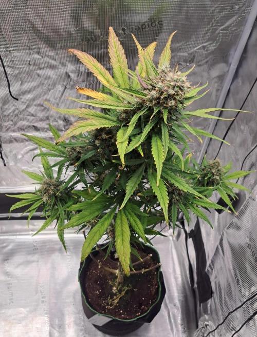 Red Poison spotted on Saturn. Week 10 - Day 64