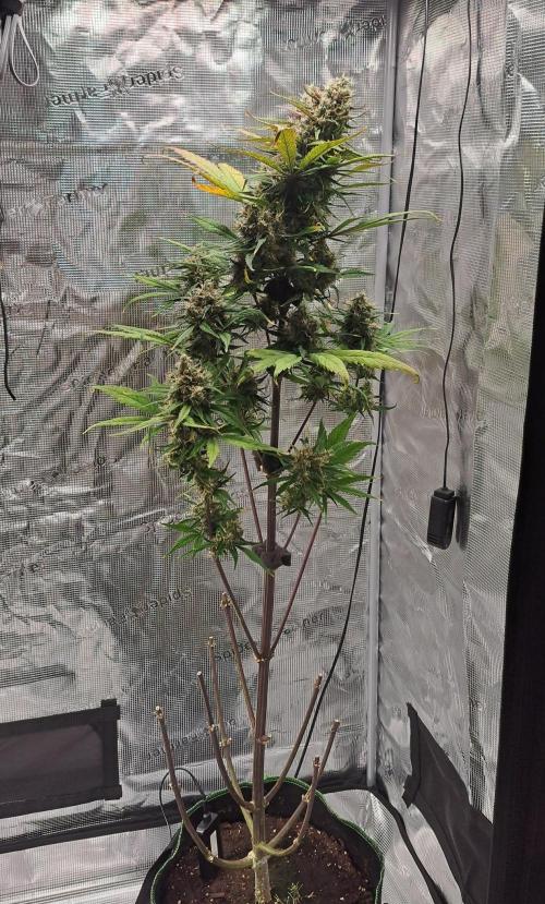 Red Poison spotted on Saturn. Week 10 - Day 64