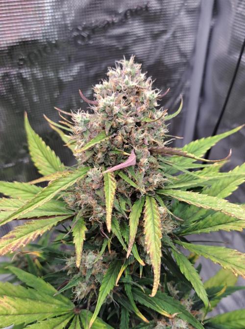 Red Poison spotted on Saturn. Week 10 - Day 64