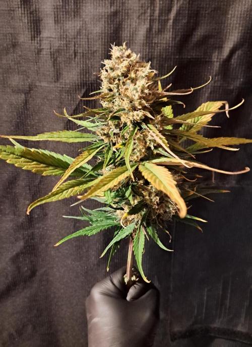Red Poison spotted on Saturn. Week 10 - Day 64