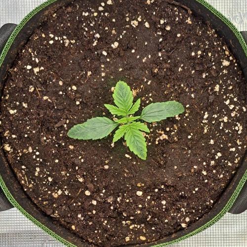 Fruity Skittlez for Saturn. Week 2 - Day 8