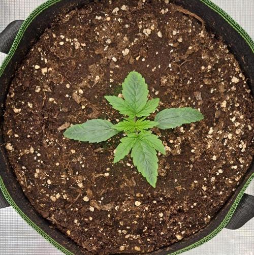 Fruity Skittlez for Saturn. Week 2 - Day 9