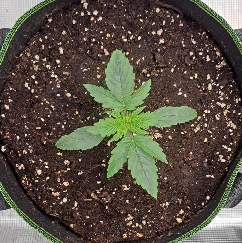 Fruity Skittlez for Saturn. Week 2 - Day 10
