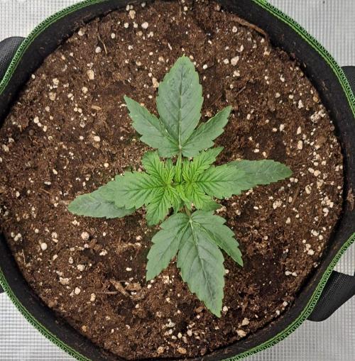 Fruity Skittlez for Saturn. Week 2 - Day 11