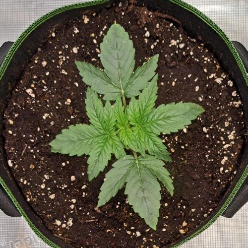 Fruity Skittlez for Saturn. Week 2 - Day 12