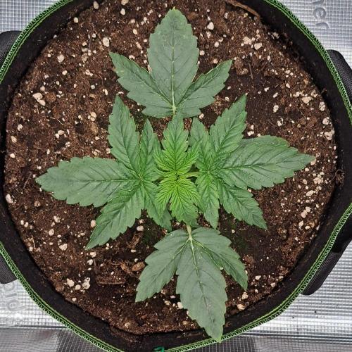 Fruity Skittlez for Saturn. Week 2 - Day 13