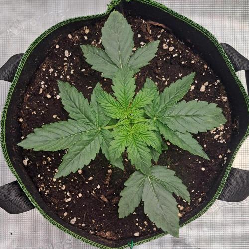 Zkittlez Auto. Week 2