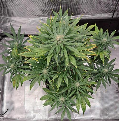 Venus takes on a tropical cherry. Week 7 - Day 43