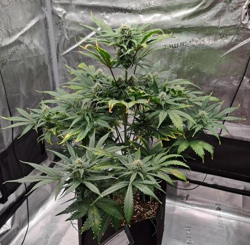 Venus takes on a tropical cherry. Week 7 - Day 43