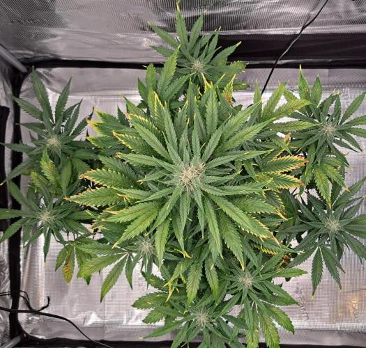 Venus takes on a tropical cherry. Week 7 - Day 44