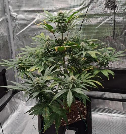 Venus takes on a tropical cherry. Week 7 - Day 44
