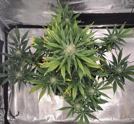 Venus takes on a tropical cherry. Week 7 - Day 45
