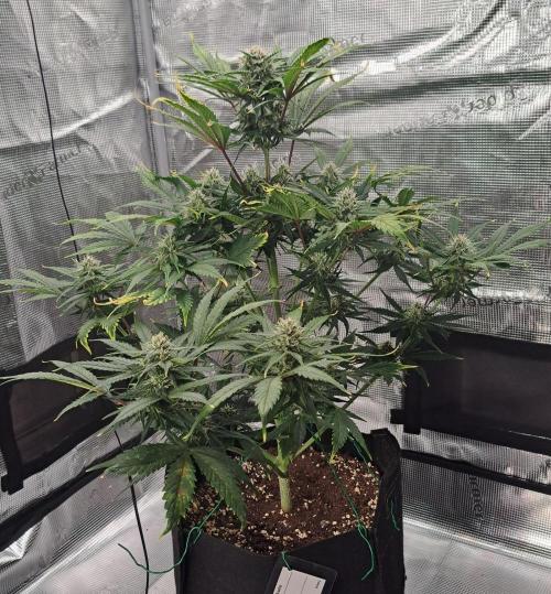 Venus takes on a tropical cherry. Week 7 - Day 45