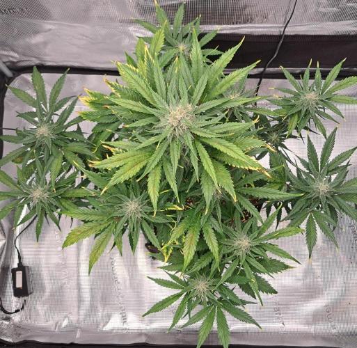 Venus takes on a tropical cherry. Week 7 - Day 46