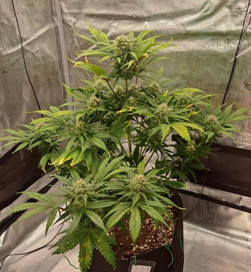 Venus takes on a tropical cherry. Week 7 - Day 46