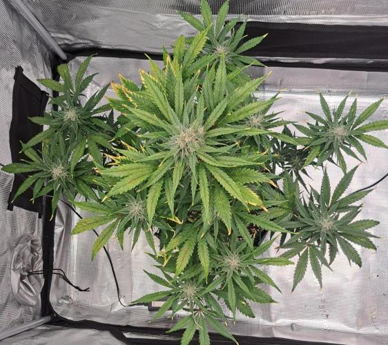 Venus takes on a tropical cherry. Week 7 - Day 47