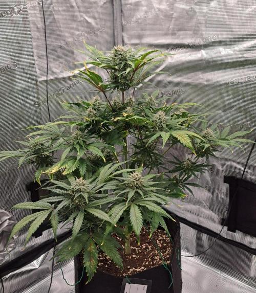Venus takes on a tropical cherry. Week 7 - Day 47