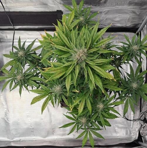 Venus takes on a tropical cherry. Week 7 - Day 48