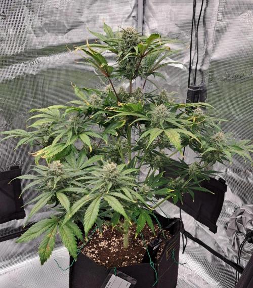 Venus takes on a tropical cherry. Week 7 - Day 48