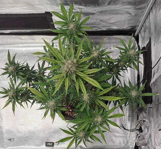Venus takes on a tropical cherry. Week 7 - Day 49