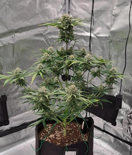 Venus takes on a tropical cherry. Week 7 - Day 49