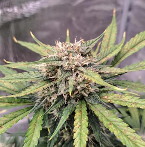 Venus takes on a tropical cherry. Week 7 - Day 49