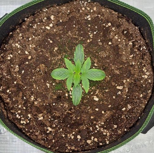 Are there Northern Lights on Mars?. Week 2 - Day 9