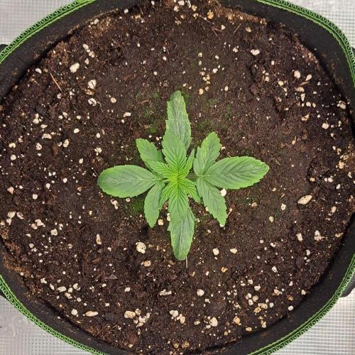 Are there Northern Lights on Mars?. Week 2 - Day 10