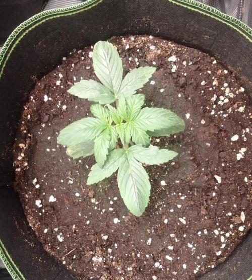 Are there Northern Lights on Mars?. Week 2 - Day 12