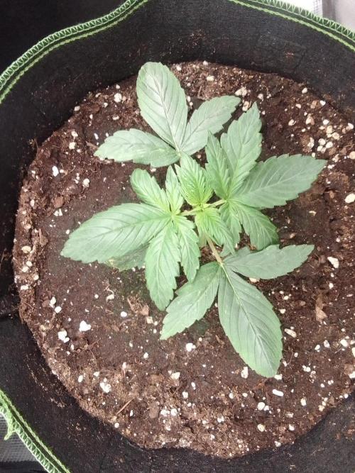 Are there Northern Lights on Mars?. Week 2 - Day 13