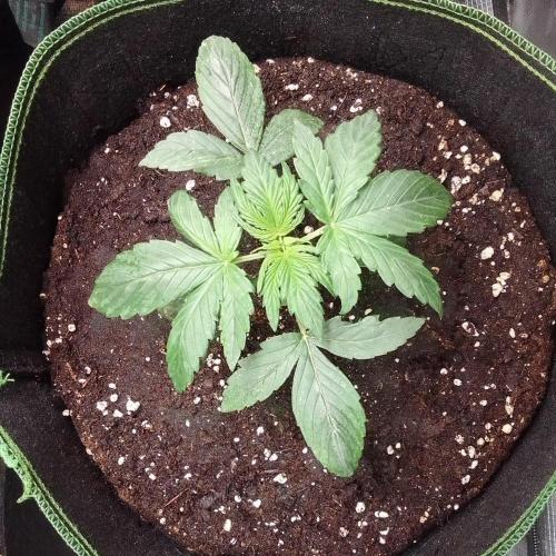Are there Northern Lights on Mars?. Week 2 - Day 14