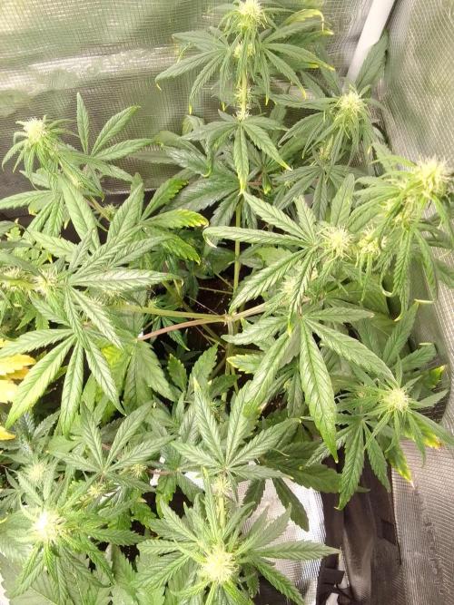 Mars is super boofing. Week 6 - Day 36