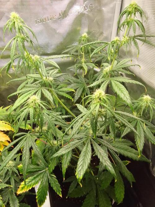 Mars is super boofing. Week 6 - Day 36