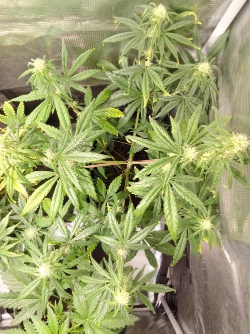 Mars is super boofing. Week 6 - Day 38