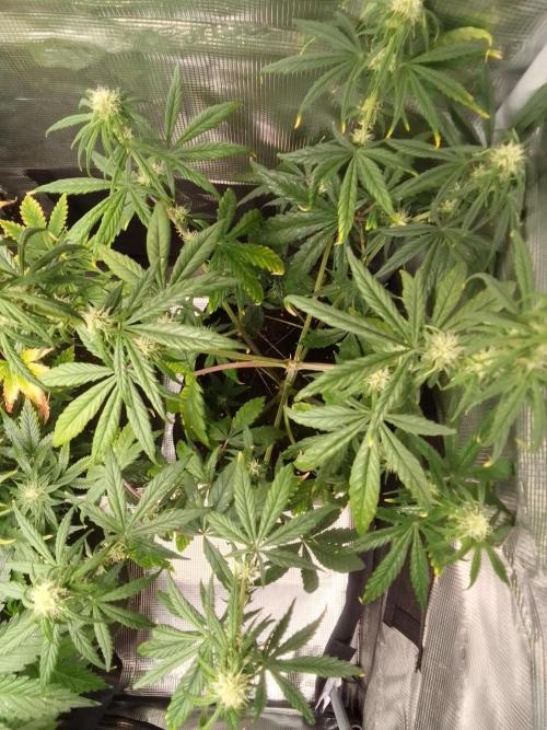 Mars is super boofing. Week 6 - Day 39