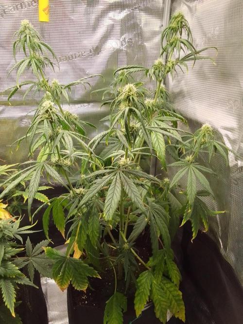 Mars is super boofing. Week 6 - Day 40